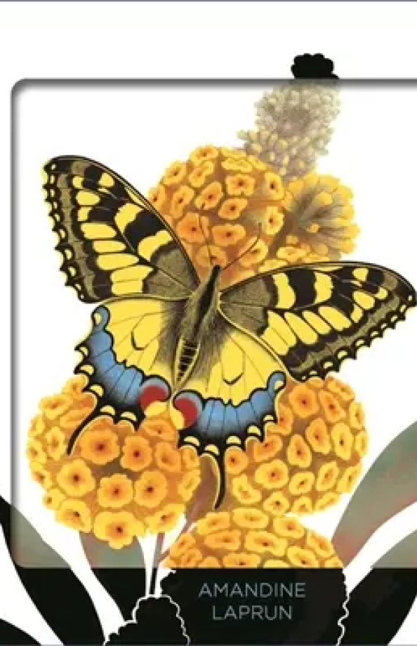 Insectes